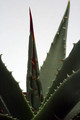 agave utahensis peach springs az 0131