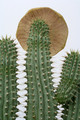 hoodia gordonii 6408