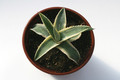 agave cornelius 6591