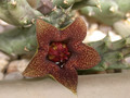 huerniopsis decipiens pvb4550 sheilam 03
