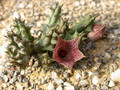 huernia whitesloanea es2321 01