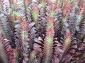 euphorbia trigona rubra 07