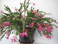 schlumbergera star burst 7687