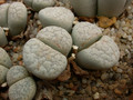 lithops franciscii c140 02