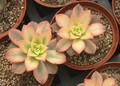 aeonium haworthii variegata 01