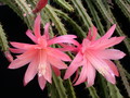 aporocactus myrna corbett 981059