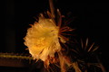 selenicereus grandiflorus koenigin 2006 05 9736
