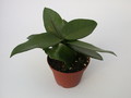 hoya carnosa vietnam 1416