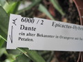 eh dante 6000 90
