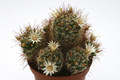 mammillaria marcosii 9744