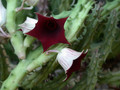 huernia oculata damaialand evtl. keniensis 02