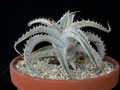 dyckia marnier-lapostollii 01