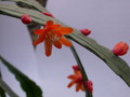 lepismium monacanthum espinosum wk02 9313