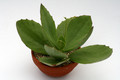 kalanchoe synsepala schale 1199