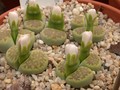 lithops hallii ochracea green soapstone c111a 03