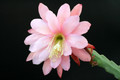 eh rose queen 8791 4732