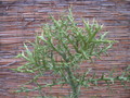 euphorbia stenoclada 1309