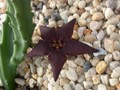 stapelia ventula de doorns1