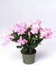 schlumbergera thor pandora 9