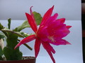 eh madame de laet 7760 169