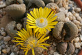 lithops otzeriana 168 0193