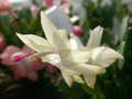 schlumbergera limelight dancer 04