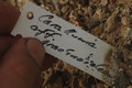 caralluma aff arachnoidea 06