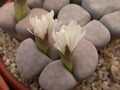 lithops karasmontana opalina 01