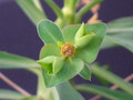 euphorbia bubalina 0149