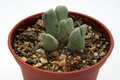 conophytum blandum 2794