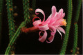 aporocactus gypsy