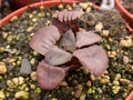 haworthia springbokvlakensis 01