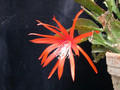 eh tiny flame 9465 04