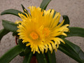 glottiphyllum muhrii 03
