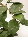 hoya parasitica lao 3930