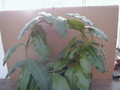 hoya rauschii plant