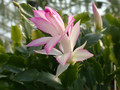 schlumbergera hatherton charm 202