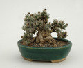 trichodiadema densum bonsai 01