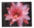 eh pink organdy 81