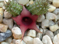 huernia schneideriana ex abbey 04