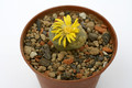 lithops otzeniana 1632