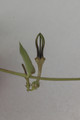 ceropegia barkleyi 02