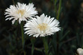 lampranthus schiewe 05
