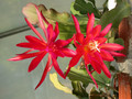 eh erfurter gartenschau 23 03