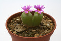 conophytum hermarium sh565 3003