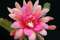 eh royale rose 8890 5160