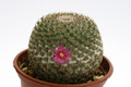 mammillaria huitzilopochtli 9976