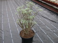 euphorbia balsamifera bonsai 2
