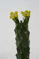 euphorbia inermis 2440