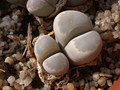 lithops otzeniae 04